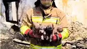 Manisa'da Yangından Kurtarılan Köpek ve Yavruları Tedavi Altında