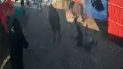 Afyonkarahisar'da Kurbanlık Boğa Paniği: 5 Yaralı