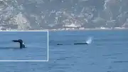 Hatay Açıklarında Balina Görüldü
