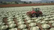 Alucra'da Yetiştirilen Kelemin Hasadı Üreticilere Alternatif Gelir Sağlıyor