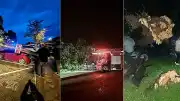 Bartın'da Şiddetli Fırtına: Ağaçlar Devrildi, Araçlar Hasar Gördü
