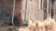 Bozüyük'te Sağanak Yağış Sele Neden Oldu, Yollar Sular Altında Kaldı