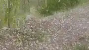 Erzurum'un Tortum İlçesinde Ceviz Büyüklüğünde Dolu Yağışı Tarım Arazilerine Zarar Verdi