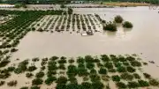 Hatay'da Sel Sonrası Tarım Arazilerindeki Hasar Ortaya Çıktı