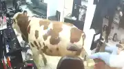Kurbanlık Boğa Girdi, Kuaför Salonu Savaş Alanına Döndü