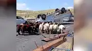 Kurbanlık Koyun Yüklü Kamyonet Devrildi: 1 Kişi Hayatını Kaybetti