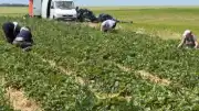 Mevsimlik Tarım İşçiliğinde Üretim ve Çalışma Koşulları: Ukrayna ve Türkiye Örneği