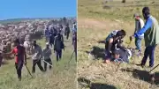 Muş'ta İki Köy Arasında Mera Tartışması Silahlı Çatışmaya Dönüştü: 3 Yaralı