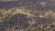 Siverek'te Arazi Yangını: 3 Yaralı ve 200 Dönümlük Tarım Alanı Zarar Gördü