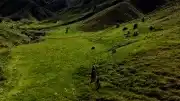 Tunceli'de Mantar Toplayan 3 Kişi Ayı Saldırısına Uğradı