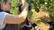Bilecik İl Tarım ve Orman Müdürlüğü: Kahverengi kokarcaya karşı samuray arısı doğaya salındı