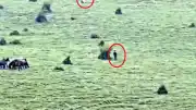 Emirdağları'nda Yılkı Atı Hırsızlığı: Şüpheliler Kameraya Yakalandı