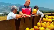 Hatay İl Tarım ve Orman Müdürü Abdurrahman Türkmen: Kırıkhan Kavunu Hasadı Sürüyor