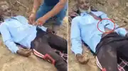 Hindistan'da Korku Dolu Anlar: Tarlada Uyuyan Çiftçinin Gömleğine Kobra Girdi