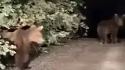 Kastamonu'da Gece Yarısı Yola Çıkan Yavru Ayılar Sürücüyü Korkuttu