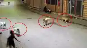 Ordu'da Sokak Köpeklerinin Saldırısına Uğrayan Çocuk Esnafın Müdahalesiyle Kurtarıldı