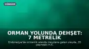 Orman Yolunda Dehşet: 7 Metrelik Piton 35 Yaşındaki H.K.'yi Yuttu