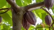 Peru'da Bilim İnsanları Tarafından 4 Yeni Kakao Türü Keşfedildi