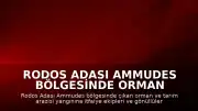 Rodos Adası Ammudes Bölgesinde Orman Yangını Çıktı