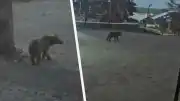 Sarıkamış Kayak Merkezi Oteller Bölgesinde Bozayı Hareketliliği