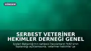 Serbest Veteriner Hekimler Derneği Genel Başkanı Bilsay Kanat: "Bize kaç hayvan toplandığını değil, kaçının yaşatıldığını söyleyin"
