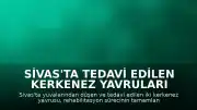 Sivas'ta Tedavi Edilen Kerkenez Yavruları Doğaya Döndürüldü