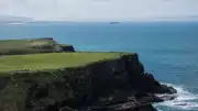 Rathlin Adası'nda Yaban Gelincikleri Temizlendi, Deniz Kuşları Yeniden Yuvalanıyor
