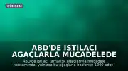 ABD'de İstilacı Ağaçlarla Mücadelede Böcek Yöntemi: 1300 Böcek Bırakıldı