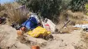 Çeşme Altınkum Plajı'nda Koruma Altındaki Kum Zambakları Çöplerle Kaplandı