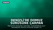 Denizli'de Domuz Sürüsüne Çarpan Motosiklet Sürücüsü Hayatını Kaybetti