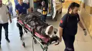 Sivas'ta Ayı Saldırısı: Çoban A.D. Hastaneye Kaldırıldı