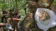 Tunceli Dağ Sarımsağına İzinsiz Müdahale: 3 Kişiye 2 Milyon Lira Ceza