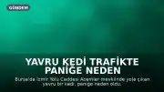 Yavru Kedi Trafikte Paniğe Neden Oldu: Tekerleğe Kaçtı, Kurtarılma Anı Kamerada