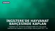 İngiltere'de Hayvanat Bahçesinde Kaplan Saldırısı: B.K. Hayatını Kaybetti