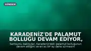 Karadeniz'de Palamut Bolluğu Devam Ediyor, Fiyatlar Uygun Seyrediyor