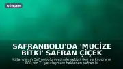 Safranbolu'da 'mucize bitki' safran çiçek açtı: Kilosu 800 bin TL'ye ulaşacak