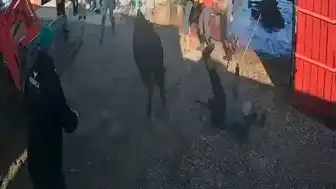 Afyonkarahisar'da Kurbanlık Boğa Paniği: 5 Yaralı