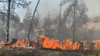 Şanlıurfa Haliliye'de Orman Yangını: Müdahale Devam Ediyor