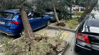 Ankara'da Fırtına: Ağaçlar Devrildi, Çatılar Uçtu