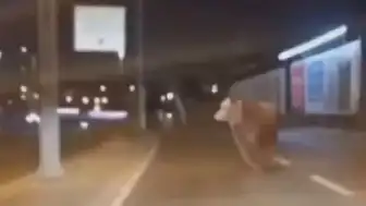 Avcılar'da D-100 Karayolu'na Çıkan Kurbanlık Boğa Trafiği Durdurdu