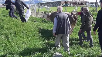 Erzurum'da Kurban Kesimi Sırasında Bir Kişi Hayatını Kaybetti, 110 Kişi Yaralandı