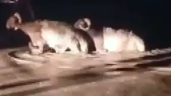 Hatay'da Sağanak Afet Gibiydi: Hayvan Pazarı Sular Altında Kaldı
