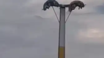 İzmir'de Lunapark Kabusu: Oyuncak Arızaları Vatandaşları Tehlikeye Attı