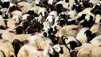 Kurban Bayramı Öncesi 4 Milyon Hayvanın Sağlık Kontrolü Tamamlandı