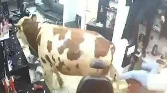 Kurbanlık Boğa Girdi, Kuaför Salonu Savaş Alanına Döndü