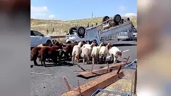 Kurbanlık Koyun Yüklü Kamyonet Devrildi: 1 Kişi Hayatını Kaybetti