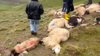 Van'ın Çaldıran ilçesinde yıldırım düşmesi sonucu 30 koyun telef oldu