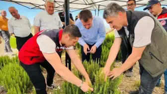 Düziçi'nde Biberiye Hasadı Gerçekleştirildi