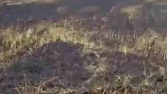 Siverek'te Arazi Yangını: 3 Yaralı ve 200 Dönümlük Tarım Alanı Zarar Gördü