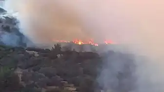 İzmir Bornova'da Orman Yangını Kontrol Altına Alındı